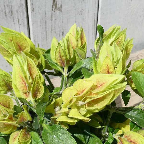 花苗 コエビソウ エビーナ ゴールデン ベロペロネ 小海老草 3 5号 2408 お花処 昌山園 通販 Yahoo ショッピング