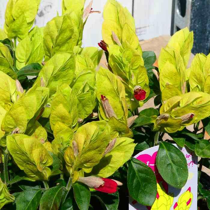 コエビソウ（小海老草） ベロペロネ　苗　花木　観葉植物 コエビソウ（小海老草）／ベロペロネの育て方