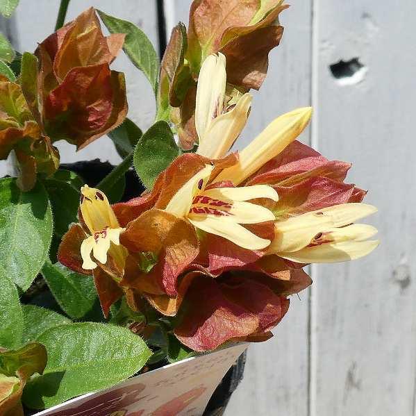 花苗 コエビソウ エビーナ ブロンズ 3 5号 ベロペロネ 小海老草 2408 お花処 昌山園 通販 Yahoo ショッピング