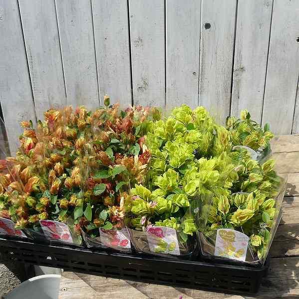 花苗 コエビソウ エビーナ ブロンズ 3 5号 ベロペロネ 小海老草 2408 お花処 昌山園 通販 Yahoo ショッピング