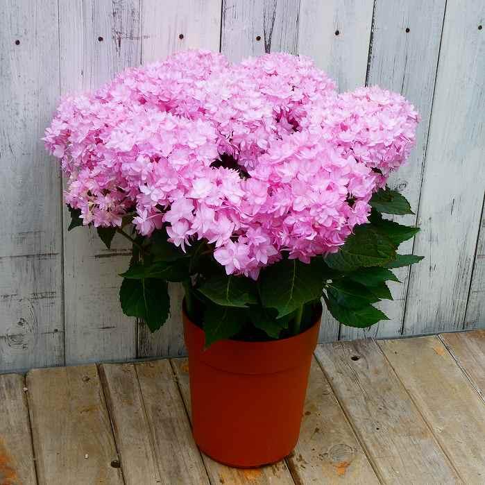 あじさい ベル ピンク 5号鉢 鉢花 鉢植え 母の日 ギフト あじさい ベル ピンク 5号鉢 鉢花 鉢植え 母の日 ギフト