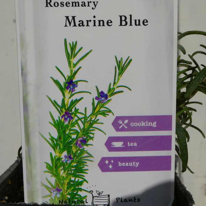 ローズマリー 白花 苗 3 5号 立性 ハーブ 良い香り 料理 クッキングハーブ 2419 お花処 昌山園 通販 Yahoo ショッピング