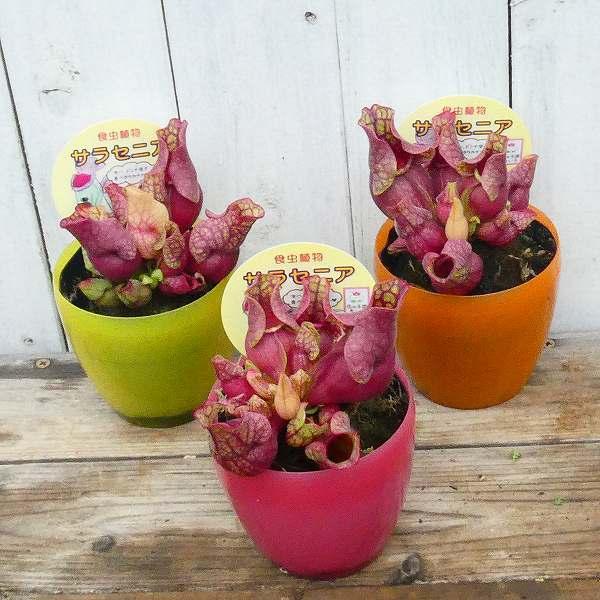 食虫植物 サラセニア プルプレア 苗 3号ポット 観葉植物 0525 お花処 昌山園 通販 Yahoo ショッピング