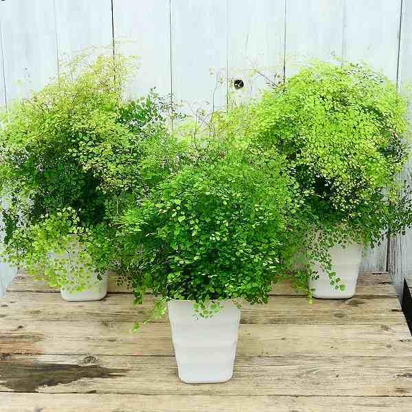 アジアンタム ミクロフィラ 小葉種 4号鉢 観葉植物 ミニグリーン 0429 お花処 昌山園 通販 Yahoo ショッピング