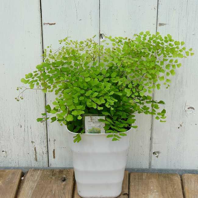 アジアンタム ミクロフィラ 小葉種 4号 苗 観葉植物 ミニグリーン