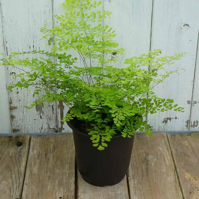アジアンタム ミクロフィラ 小葉種 4号 苗 観葉植物 ミニグリーン