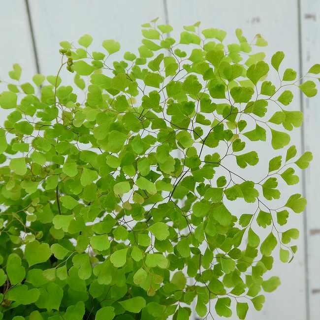 アジアンタム ミクロフィラ 小葉種 4号 苗 観葉植物 ミニグリーン