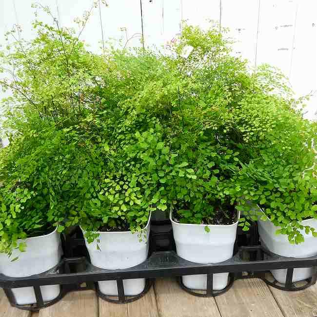 アジアンタム ミクロフィラ 小葉種 4号 苗 観葉植物 ミニグリーン
