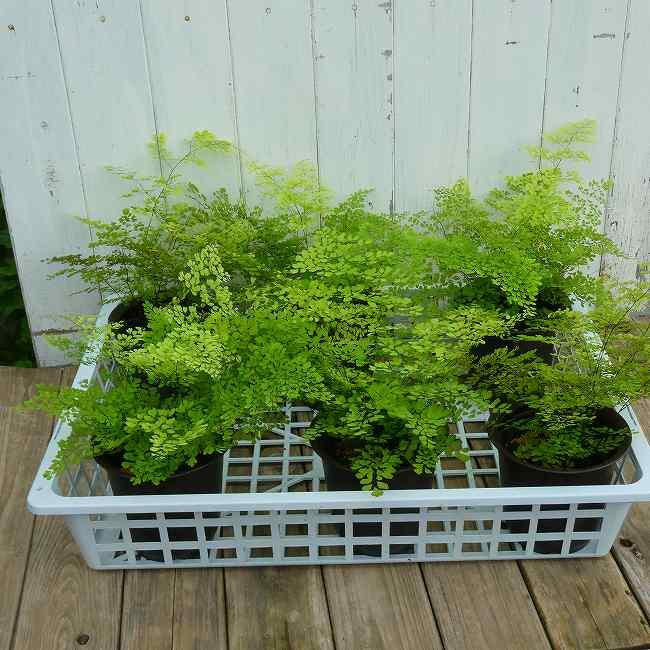 アジアンタム ミクロフィラ 小葉種 4号 苗 観葉植物 ミニグリーン