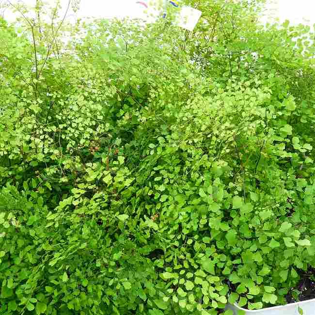 アジアンタム　苗　観葉植物　沖縄グリーン Amazon｜ITANSE アジアンタム フリッツルーシー 4号 1個売り