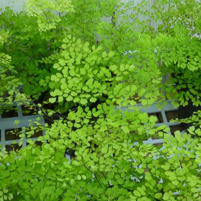 アジアンタム ミクロフィラ 小葉種 4号 苗 観葉植物 ミニグリーン