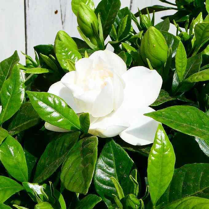 クチナシ 八重咲き くちなし 5号鉢 香りの花 白花 常緑樹 260512