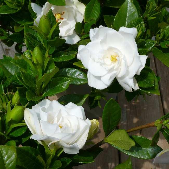 八重咲きクチナシ 大 くちなし 5号鉢 香りの花 白花 常緑樹 260616
