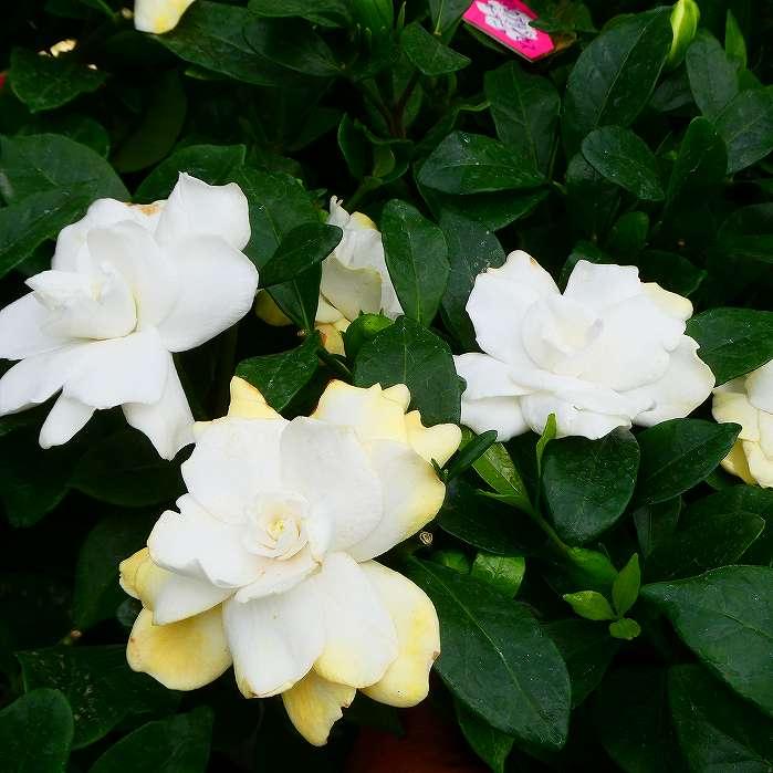 八重咲きクチナシ 大 くちなし 5号鉢 香りの花 白花 常緑樹 260616