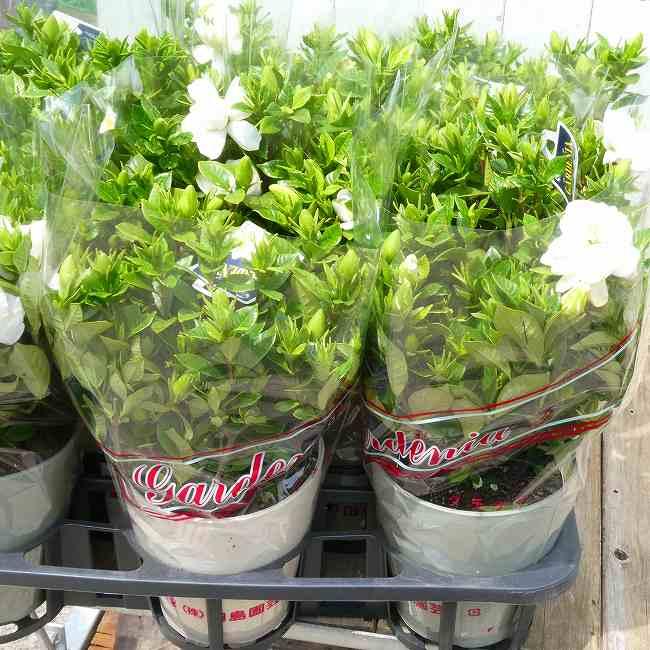 八重咲きクチナシ 大 くちなし 5号鉢 香りの花 白花 常緑樹 260616