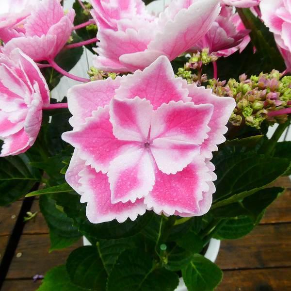 アジサイ きらきら星 6号鉢 ピンク ハイドランジア ギフト プレゼント