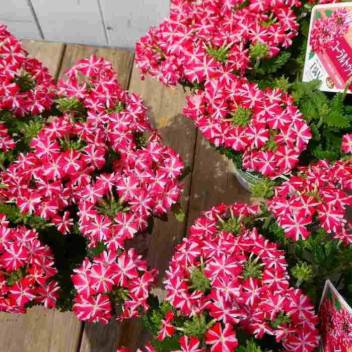 バーベナ　根付き苗　1苗 宿根バーベナ スーパーベナ コーラルトゥインクル 4号鉢 鉢花 秋まで