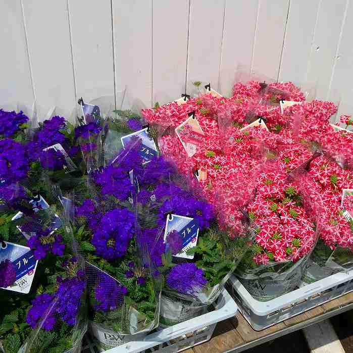 宿根バーベナ スーパーベナ コーラルトゥインクル 4号鉢 鉢花 秋まで