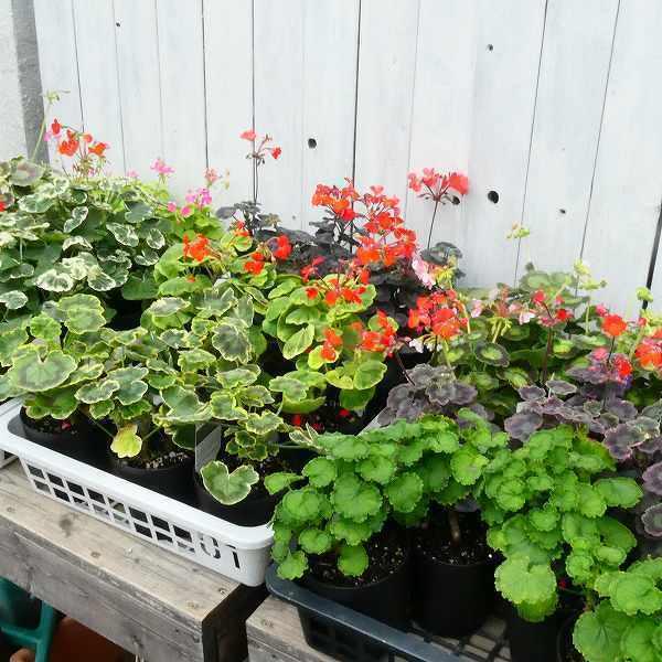 ゼラニウム 太陽錦 古典植物 4号鉢 斑入り 紋天竺葵 山野草 カラーリーフ 0511 お花処 昌山園 通販 Yahoo ショッピング