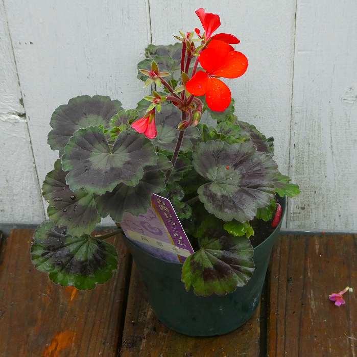 古典ゼラニウム 苗 黒雲竜 古典植物 3.5号鉢 斑入り 紋天竺葵 山野草
