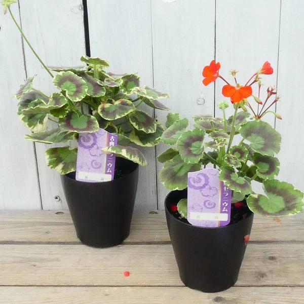 ゼラニウム 真鶴 古典植物 4号鉢 斑入り 紋天竺葵 山野草 カラーリーフ 0511 お花処 昌山園 通販 Yahoo ショッピング