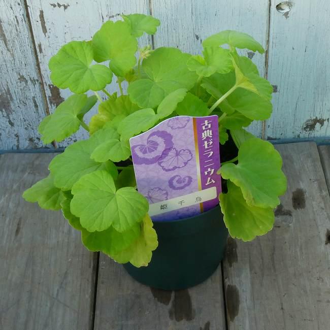 古典ゼラニウム 苗 姫千鳥 古典植物 3.5号鉢 黄金葉 紋天竺葵 山野草