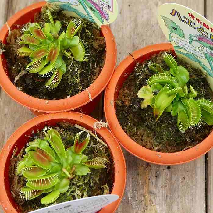 食虫植物 ハエトリソウ 苗 品種不明 3号ポット ハエトリグサ 観葉植物