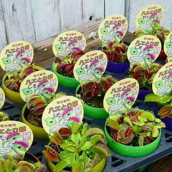 食虫植物 ハエトリソウ 苗 Cz 3号ポット ハエトリグサ 観葉植物 2531 お花処 昌山園 通販 Yahoo ショッピング