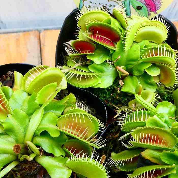 食虫植物 ハエトリソウ 苗 B52 3号ポット ハエトリグサ 観葉植物