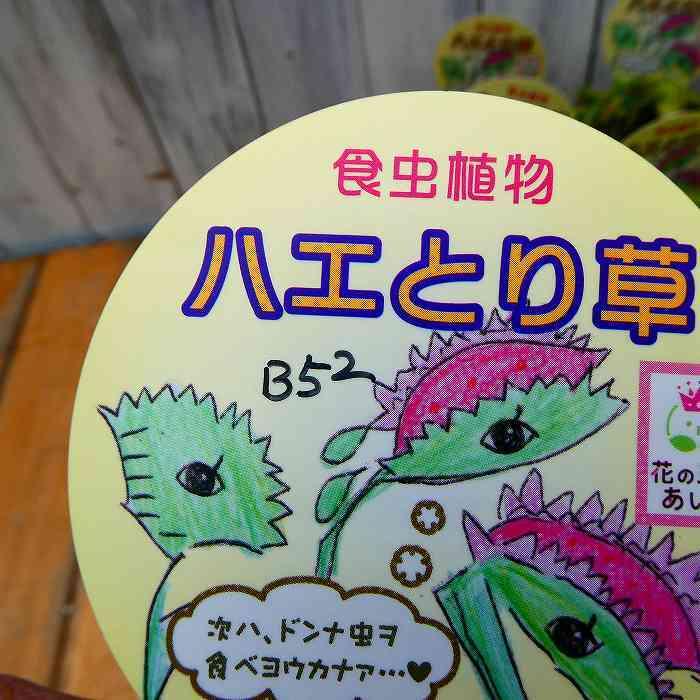 食虫植物 ハエトリソウ 苗 B52 3号ポット ハエトリグサ 観葉植物