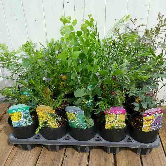 アカシア 苗 パールアカシア 苗木 3.5号 丸い葉 植木 シンボルツリー