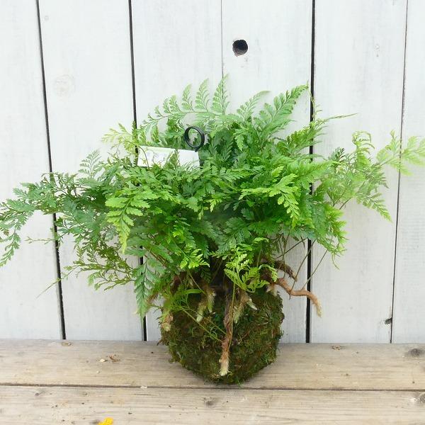 トキワシノブ 常磐忍 苔玉仕立て シダ 山野草 グリーン トキワシノブ 常磐忍 苔玉仕立て シダ 山野草 グリーン