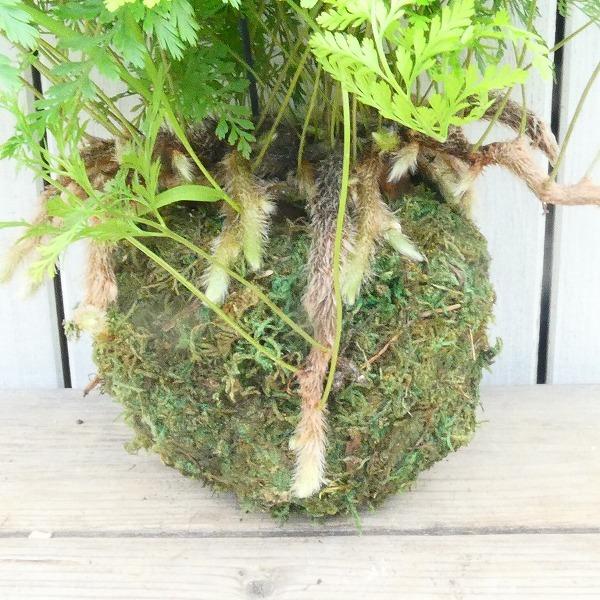 トキワシノブ 常磐忍 苔玉仕立て シダ 山野草 グリーン トキワシノブ 常磐忍 苔玉仕立て シダ 山野草 グリーン