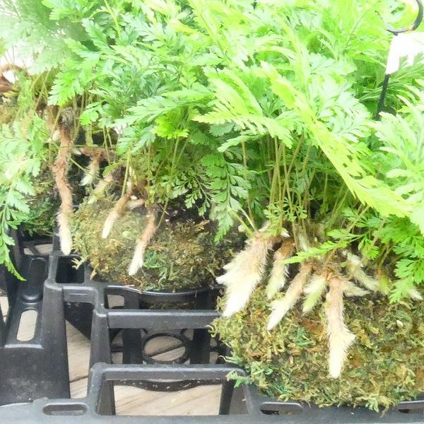 トキワシノブ 常磐忍 苔玉仕立て シダ 山野草 グリーン トキワシノブ 常磐忍 苔玉仕立て シダ 山野草 グリーン