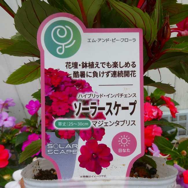 ニューギニアインパチェンス 苗 ソーラースケープ ハイブリッド