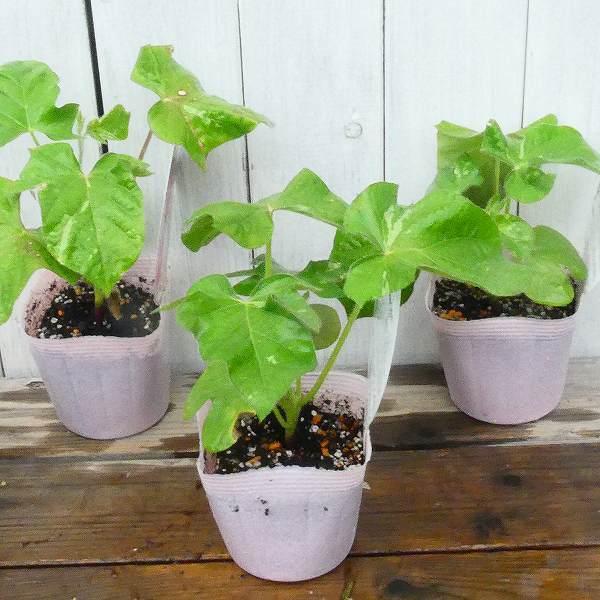 朝顔 江戸むらさき ご当地シリーズ 日本朝顔 あさがお うちわラベル 3 5号 アサガオ 青 グリーンカーテン 2531 お花処 昌山園 通販 Yahoo ショッピング