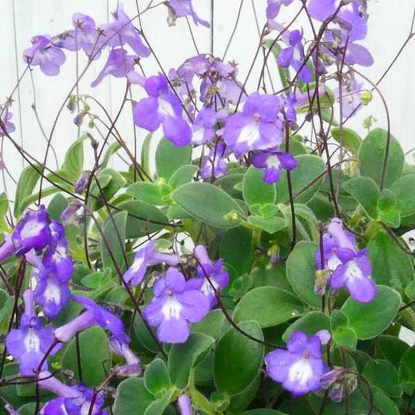 ストレプトカーパス サクソルム 3.5号 苗 イワタバコ科 セントポーリア