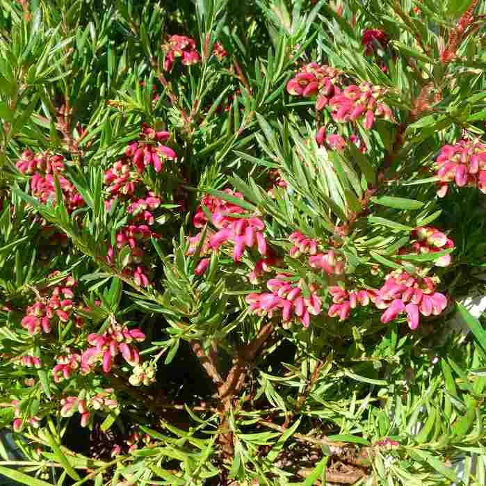 グレビレア 苗 グレビリア 3.5号 ジョンエバンス ハゴロモノキ