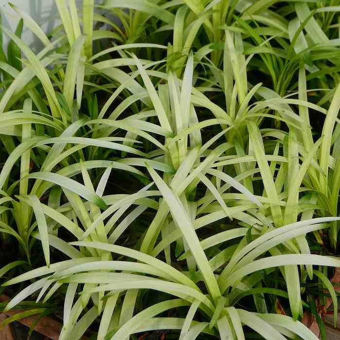 ヤブラン 曙 3号 苗 斑入り 日陰 グランドカバー 山野草 宿根草 和風 2530 お花処 昌山園 通販 Yahoo ショッピング