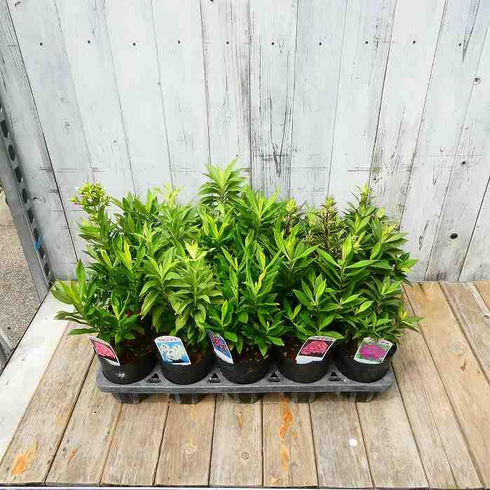 宿根フロックス 苗 フジヤマ 白花 4号 オイランソウ 山野草 宿根草 夏