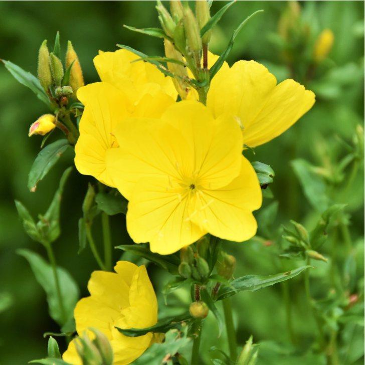 姫月見草 4号 姫マツヨイグサ 山野草 黄花 苗 宿根草 260519 : お花処