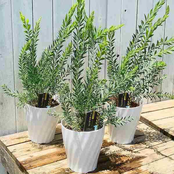 アカシア ゴールドチップ 5号鉢 苗 苗木 庭木 花木 シンボルツリー シルバーリーフ ミモザ 黄花 2524 お花処 昌山園 通販 Yahoo ショッピング