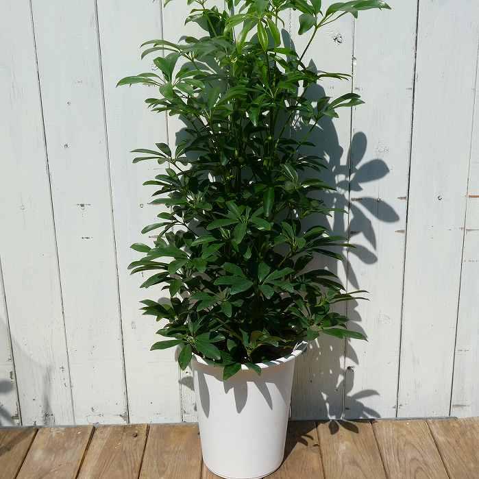 観葉植物 シェフレラ コンパクタ シェフレラ コンパクタ 小型種 小葉種 6号 全高65cm 観葉植物 260324
