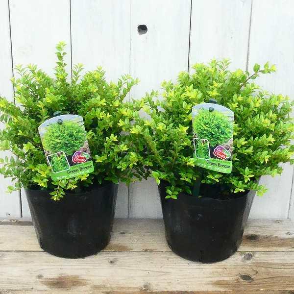 ロニセラ ニティダ グリーンブリーズ 5号 常緑低木 植え込み 0601 お花処 昌山園 通販 Yahoo ショッピング