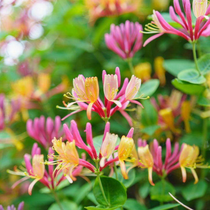 花苗 アンゲロニア セレニータ 淡ピンク 3 5号 矮性種 夏の花 0609 Sonicacts Com