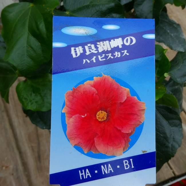 ハイビスカス HANABI 花火 赤花 5号 鉢花 熱帯花木 夏の花 260704