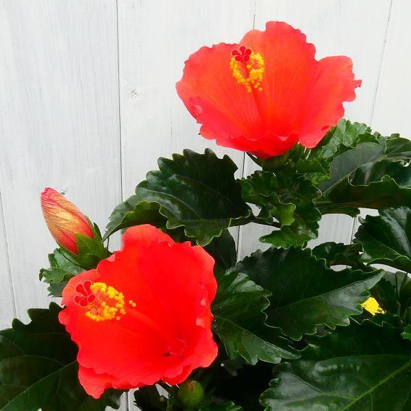 ハイビスカス 雨の七星 赤花 ハイビスカス 雨の七星 赤花 ハイビスカス 雨の七星 赤花 わが家の