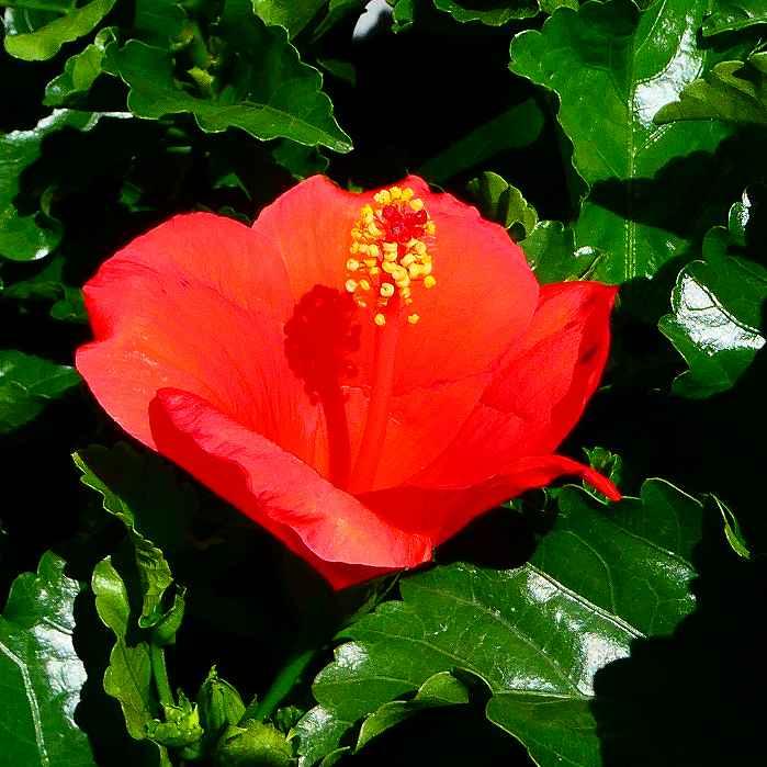 ハイビスカス オリオン 赤花 5号鉢 夏の花 苗 鉢花 230803 : お花処 昌