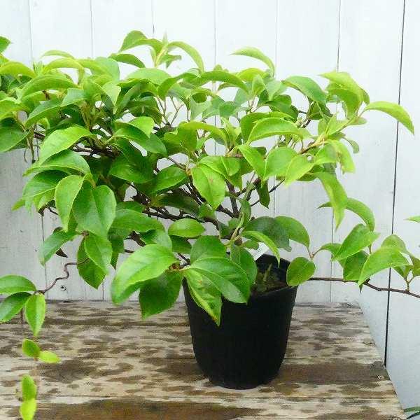 美男カズラ サネカズラ 5号 ビナンカズラ 苗 赤実 0521 : お花処 昌