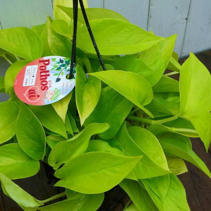 ポトス 3号 ミニグリーン 観葉植物 2427 お花処 昌山園 通販 Yahoo ショッピング